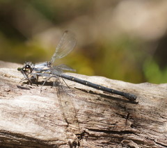 Austroargiolestes calcaris