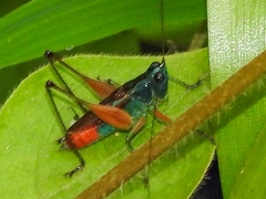 Conocephalus angustifrons