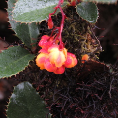 Berberis goudotii