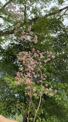 Trichocentrum oerstedii