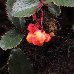 Berberis goudotii