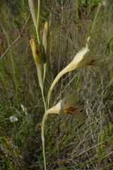 Gladiolus engysiphon
