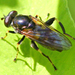 Chalcosyrphus anthreas - Photo (c) Denis Doucet,  זכויות יוצרים חלקיות (CC BY-NC), הועלה על ידי Denis Doucet