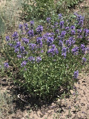 Penstemon watsonii