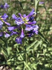 Penstemon watsonii