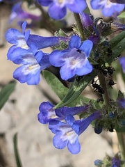 Penstemon humilis