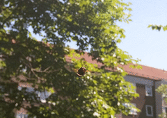 Volucella pellucens