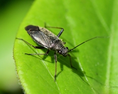 Irbisia californica