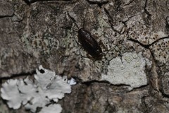 Myrmecoblatta hebardi