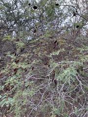 Libidibia paraguariensis