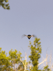 Volucella pellucens