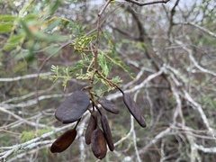 Libidibia paraguariensis