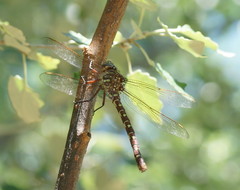 Austroaeschna unicornis