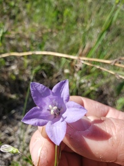 Campanula petiolata