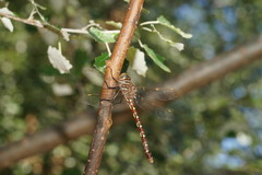 Austroaeschna unicornis