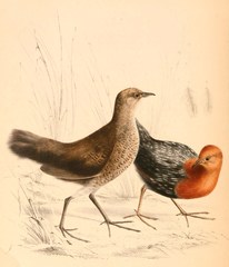 Red-Chested Flufftail photo 2