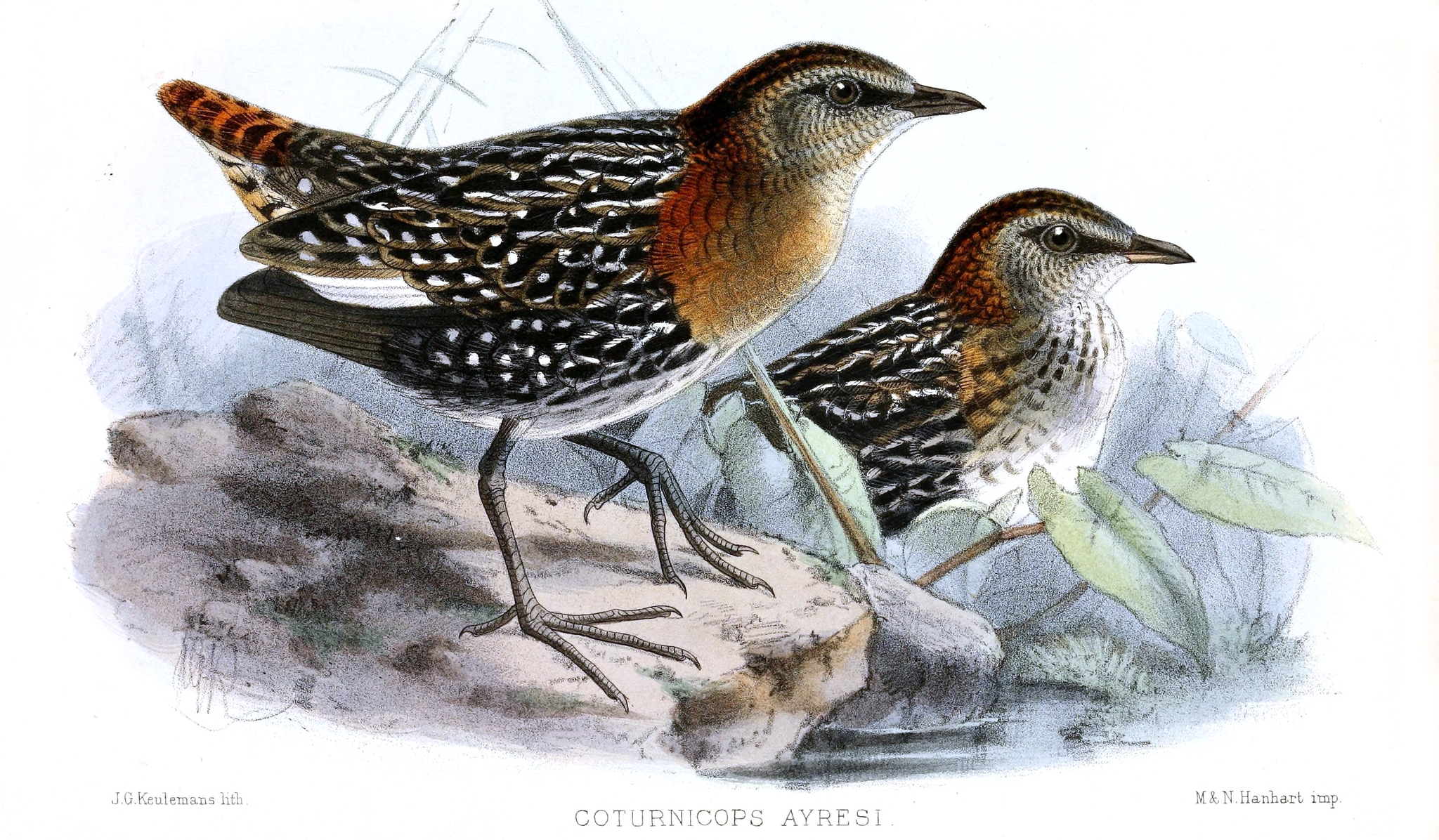 White-winged Flufftail illustration