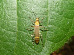 Chauliognathus sticticus