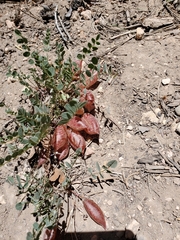 Astragalus megacarpus