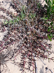Carpobrotus muirii