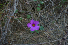 Oxalis imbricata