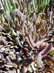 Carpobrotus muirii