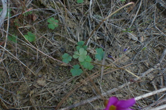 Oxalis imbricata