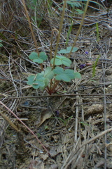 Oxalis imbricata