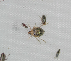 Peltodytes litoralis