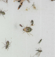 Peltodytes litoralis