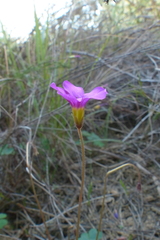 Oxalis imbricata