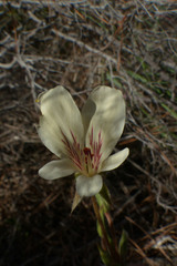 Pelargonium carneum