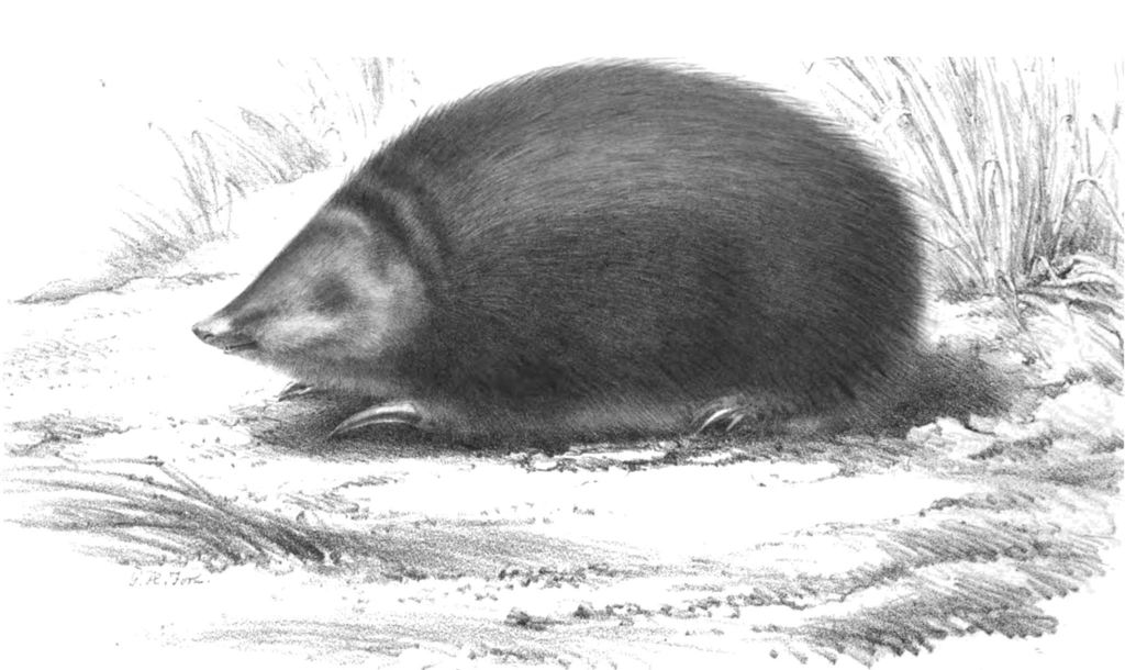 Rough-Haired Golden Mole
