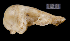 Sclater's Golden Mole photo 2