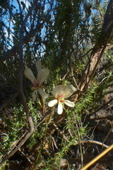 Pelargonium carneum