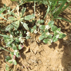 Gossypianthus lanuginosus