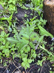 Bidens frondosa