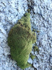 Amphidium lapponicum