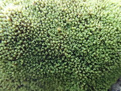 Amphidium lapponicum