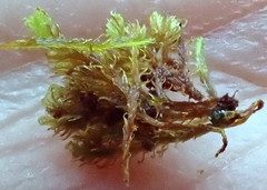 Amphidium lapponicum