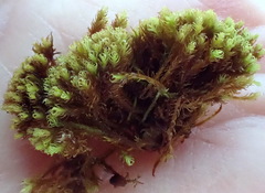 Amphidium lapponicum