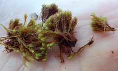 Amphidium lapponicum