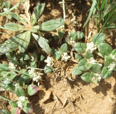 Gossypianthus lanuginosus