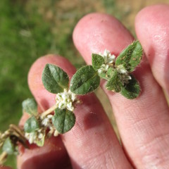 Gossypianthus lanuginosus