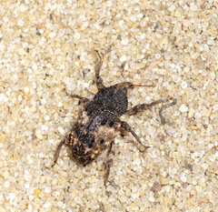 Cryptorhynchus fuscatus