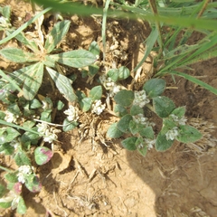 Gossypianthus lanuginosus