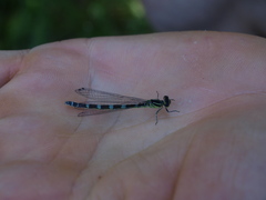 Coenagrion ornatum