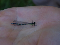 Coenagrion ornatum