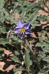 Solanum elaeagnifolium