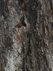 Eucalyptus microcarpa